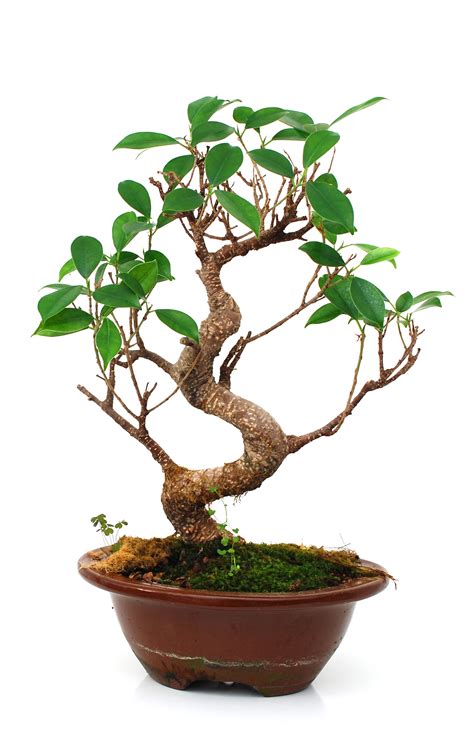 care of ficus bonsai.